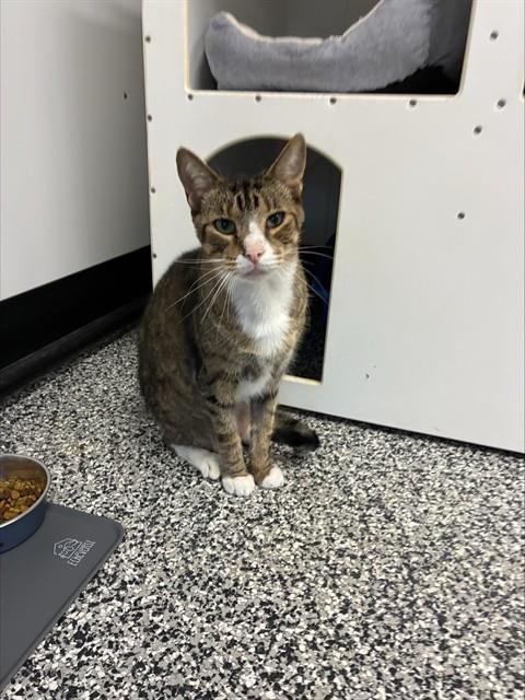 BUDDY - Domestic Short Hair available for adoption