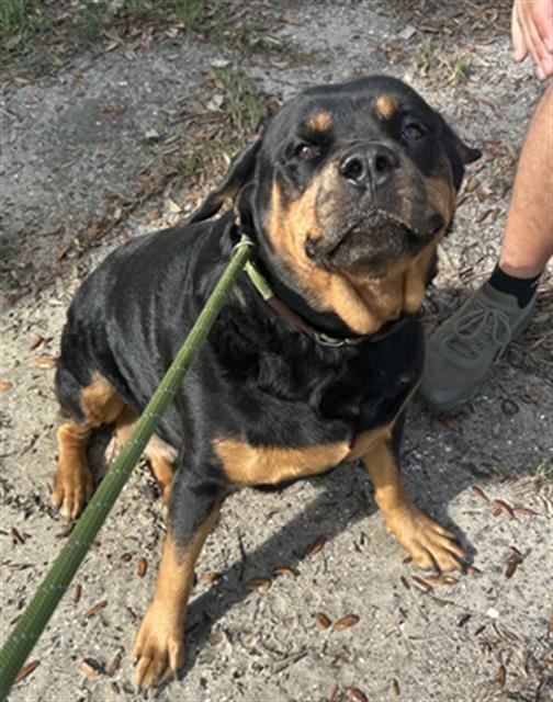 HEIDI - Rottweiler available for adoption