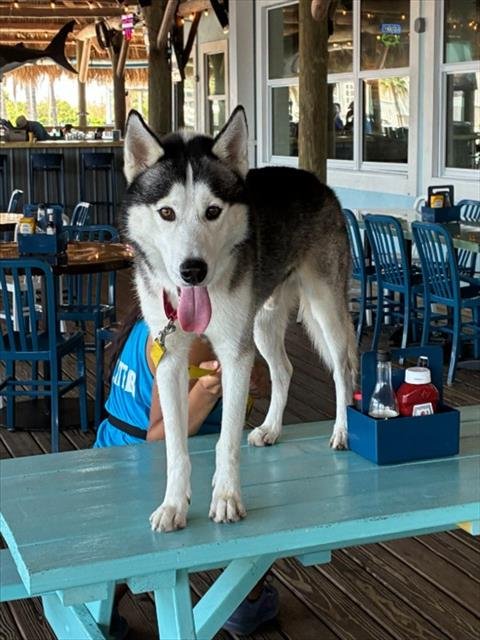 DONKEY - Siberian Husky available for adoption