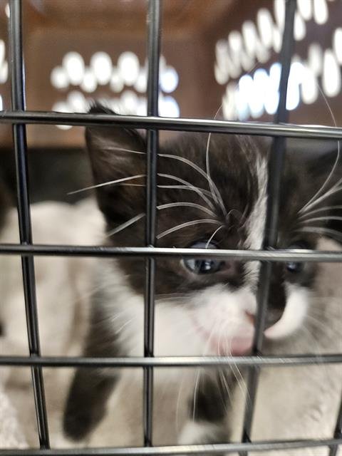PEPPER - Domestic Short Hair available for adoption