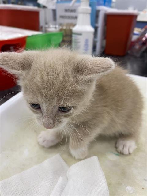 CLEMENTINE - Domestic Short Hair available for adoption