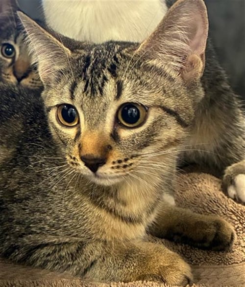 AUTUMN - Domestic Short Hair available for adoption