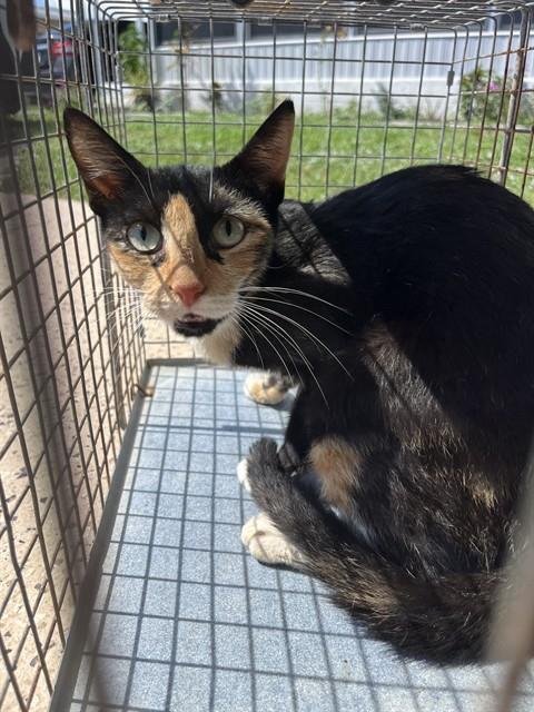 A139033 - Domestic Short Hair available for adoption