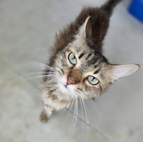 TINKER - Domestic Medium Hair available for adoption