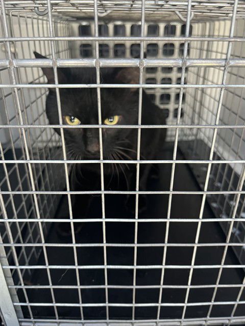 CHASE - Domestic Short Hair available for adoption