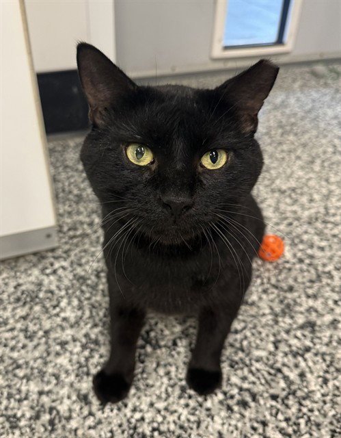 CHASE - Domestic Short Hair available for adoption