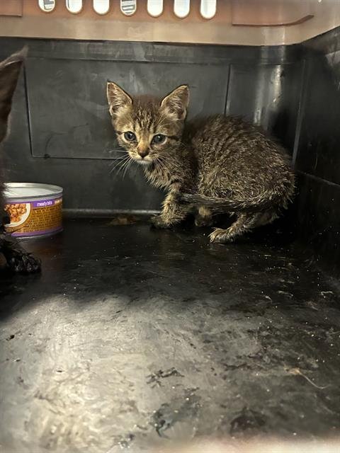 IDGY - Domestic Short Hair available for adoption