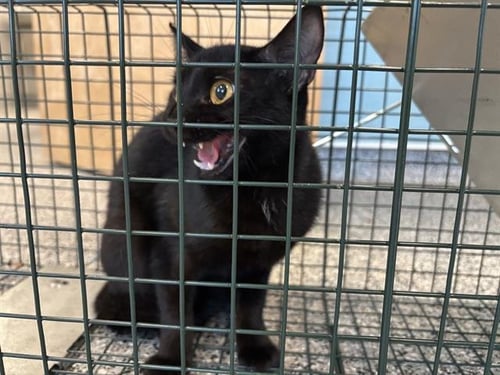 TASH - Domestic Short Hair available for adoption