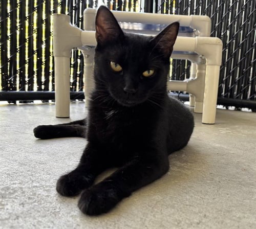 TASH - Domestic Short Hair available for adoption