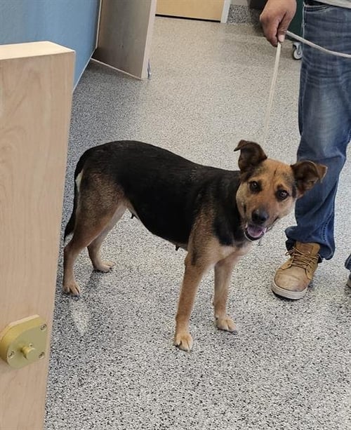 PAISLEY - Hound available for adoption