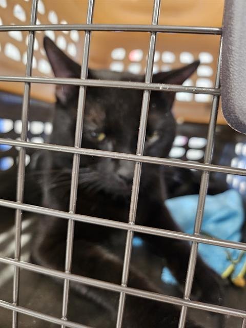 A134805 - Domestic Short Hair available for adoption