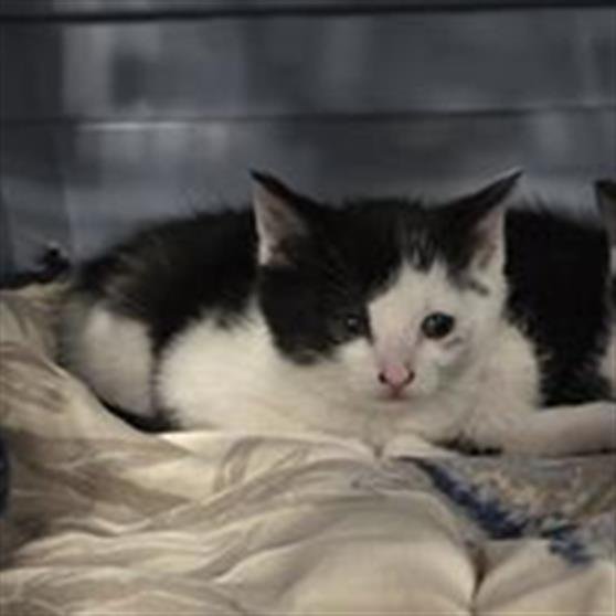 MISSY - Domestic Short Hair available for adoption