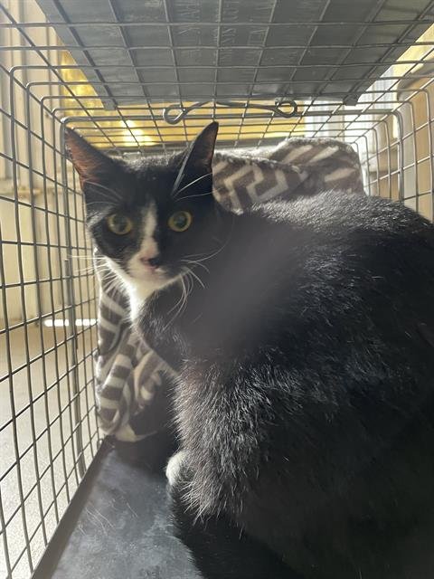 DONUT - Domestic Short Hair available for adoption