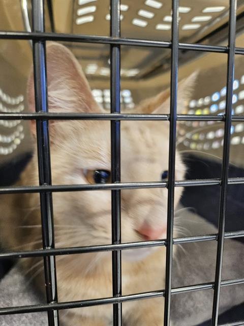 ASHLEY - Domestic Short Hair available for adoption