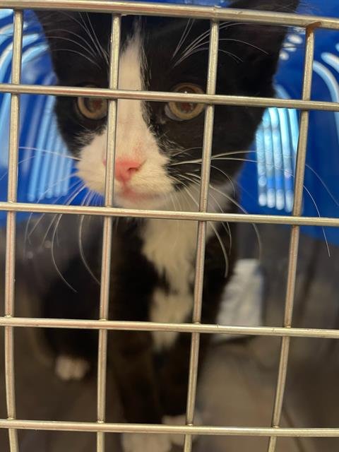 A134738 - Domestic Short Hair available for adoption