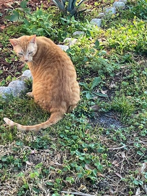 EMBER - Domestic Short Hair available for adoption