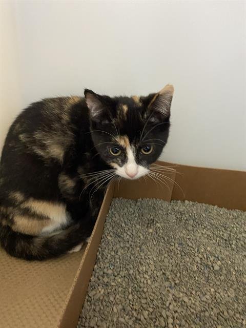 EMILY - Domestic Short Hair available for adoption