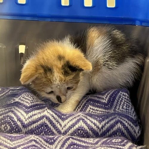 CALI - Domestic Short Hair available for adoption
