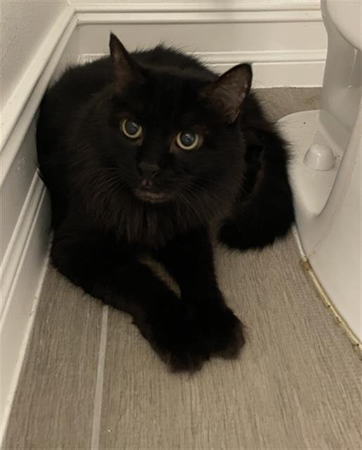 BUBBLES - Domestic Medium Hair available for adoption