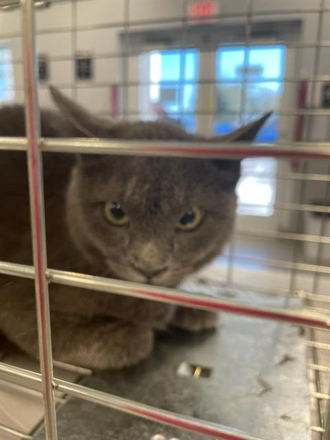 A134414 - Domestic Short Hair available for adoption