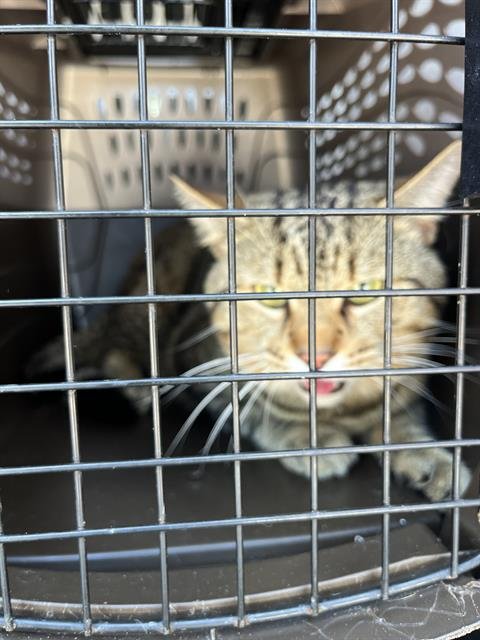 CEASAR - Domestic Medium Hair available for adoption