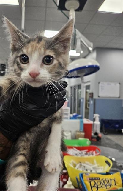 MIA - Domestic Short Hair available for adoption