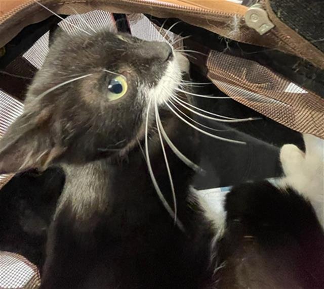 BLOSSOM - Domestic Short Hair available for adoption