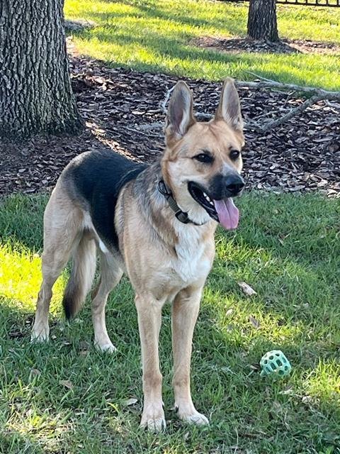 CHUCK - German Shepherd Dog available for adoption