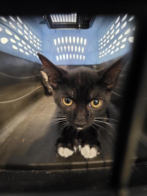 A138550 - Domestic Short Hair available for adoption