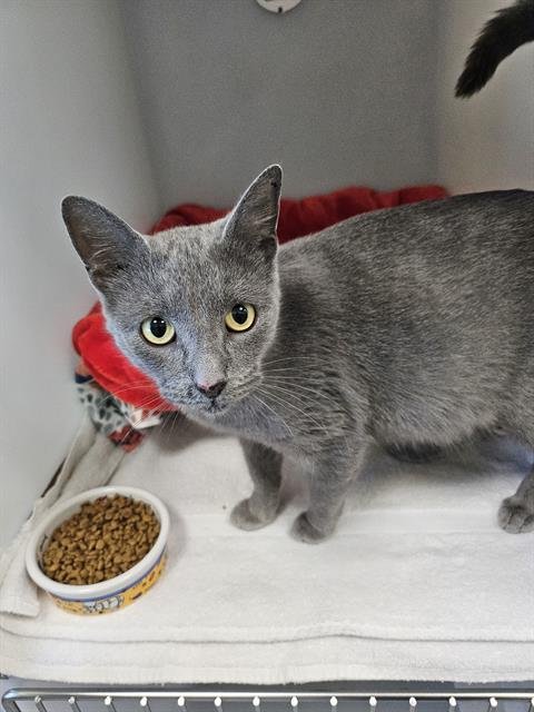 A134401 - Domestic Short Hair available for adoption