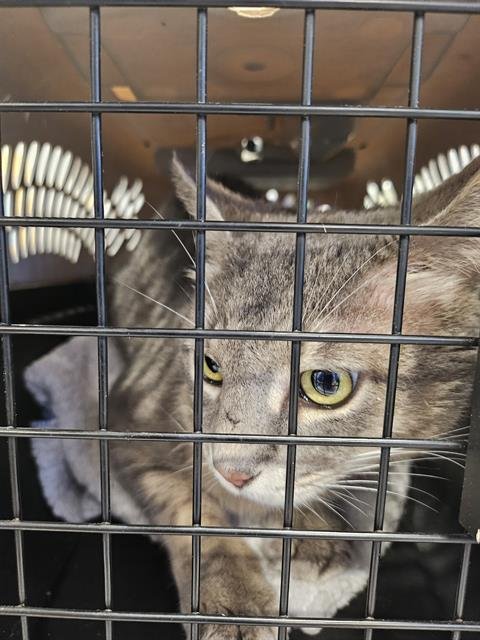 ROSALINA - Domestic Short Hair available for adoption