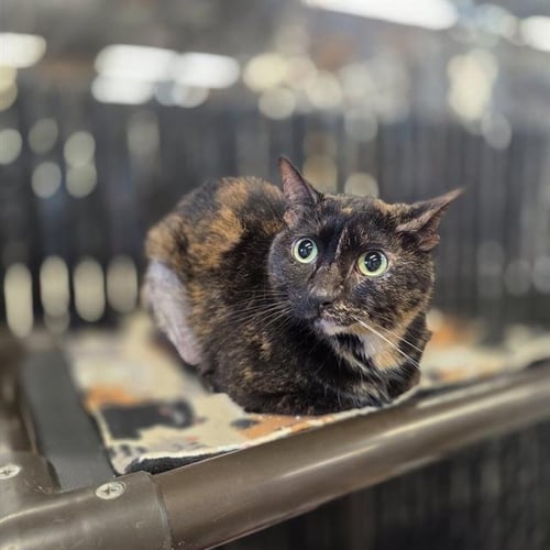 PEACHES - Domestic Short Hair available for adoption