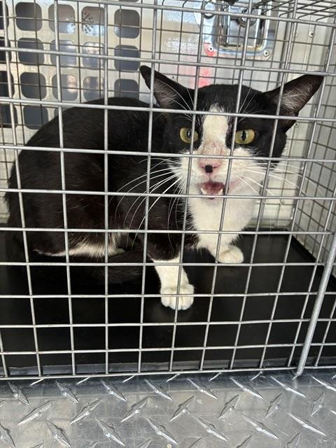 WEASEL - Domestic Short Hair available for adoption
