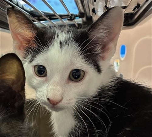 A137489 - Domestic Medium Hair available for adoption