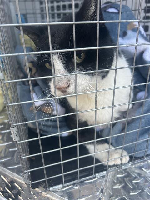 BUSTER - Domestic Short Hair available for adoption