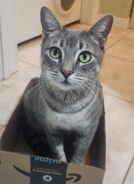 LUNA - Domestic Short Hair available for adoption