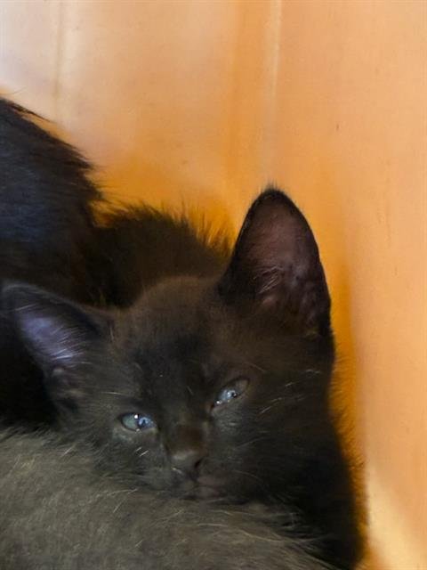 ALLIE - Domestic Short Hair available for adoption