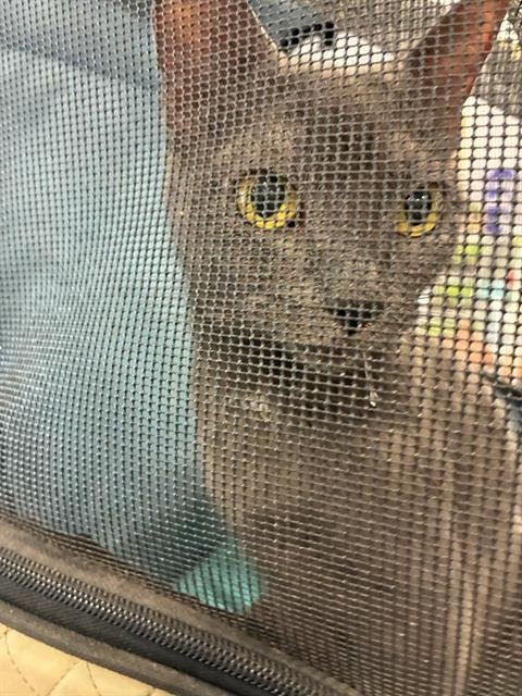 A138816 - Domestic Short Hair available for adoption