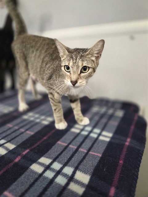 ADRIAN - Domestic Short Hair available for adoption