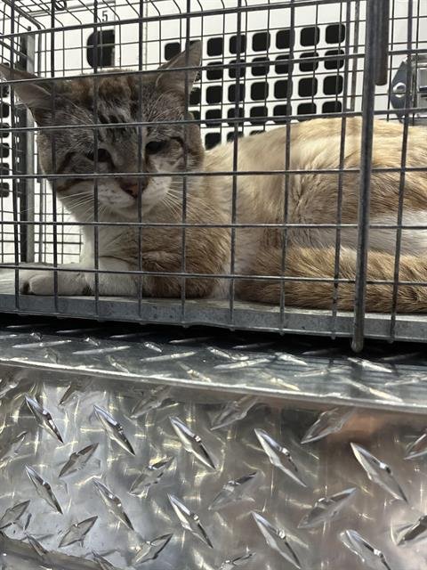 CASHEW - Domestic Short Hair available for adoption