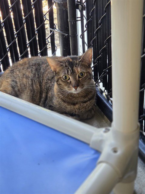 RHOMBUS - Domestic Short Hair available for adoption