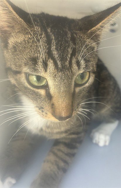 AIDEN - Domestic Short Hair available for adoption