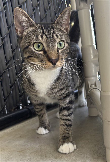 AIDEN - Domestic Short Hair available for adoption