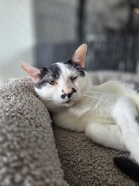 MAX - Photo 1