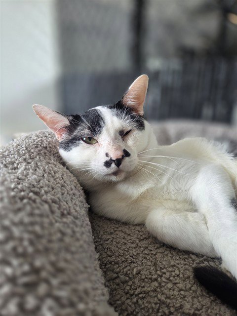 MAX - Domestic Short Hair available for adoption