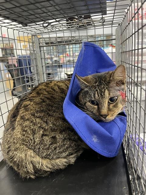 ROMEO - Domestic Short Hair available for adoption