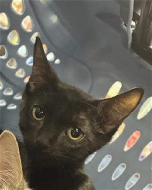 A137549 - Domestic Short Hair available for adoption