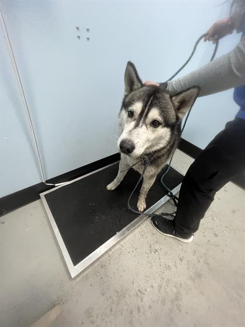 FRANCISCO - Siberian Husky available for adoption