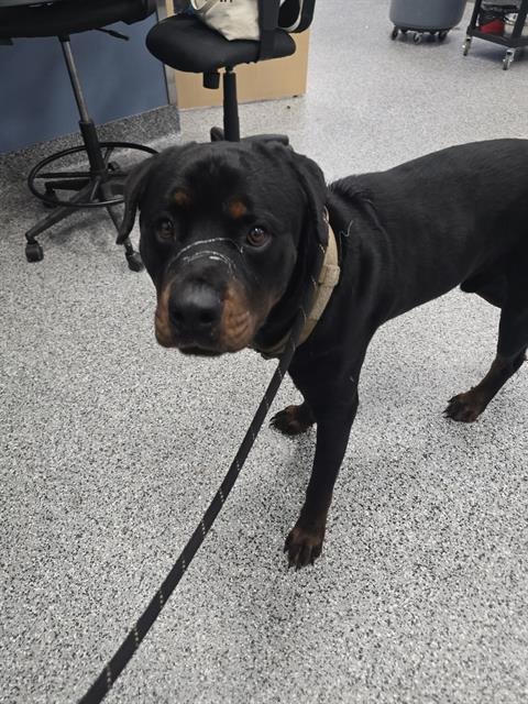 HUCKLEBERRY - Rottweiler available for adoption