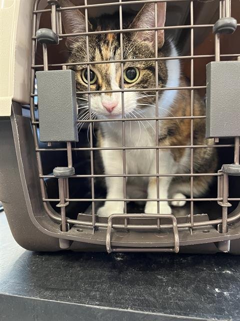 ENYO - Domestic Short Hair available for adoption